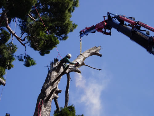 Tree Climbing | Alpi Rocce srl