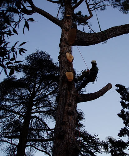 Tree Climbing | Alpi Rocce srl