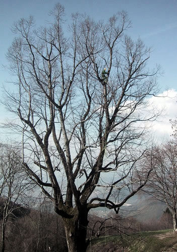 Tree Climbing | Alpi Rocce srl