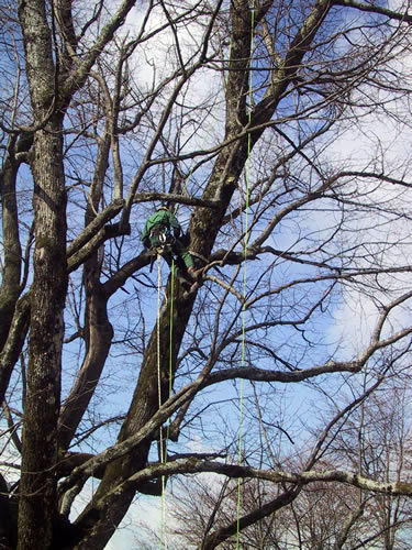 Tree Climbing | Alpi Rocce srl