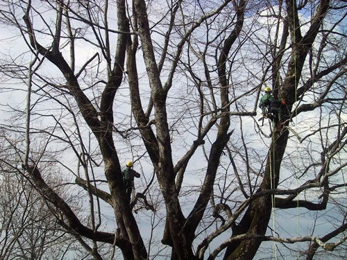 Tree Climbing | Alpi Rocce srl