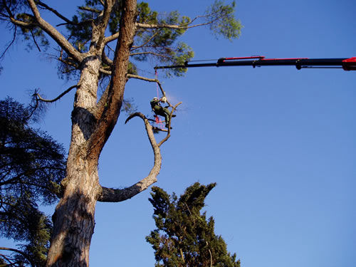 Tree Climbing | Alpi Rocce srl