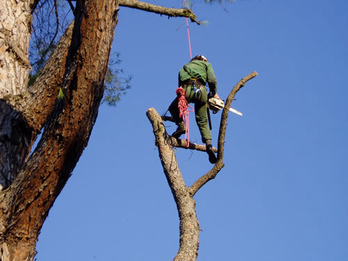Tree Climbing | Alpi Rocce srl