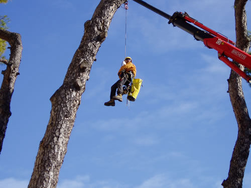 Tree Climbing | Alpi Rocce srl